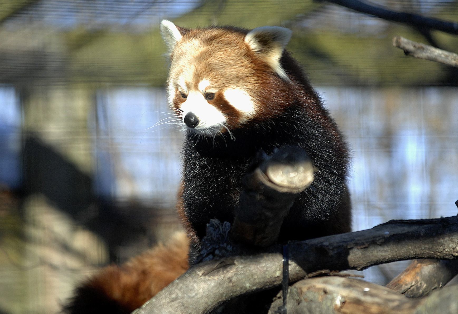Red Panda